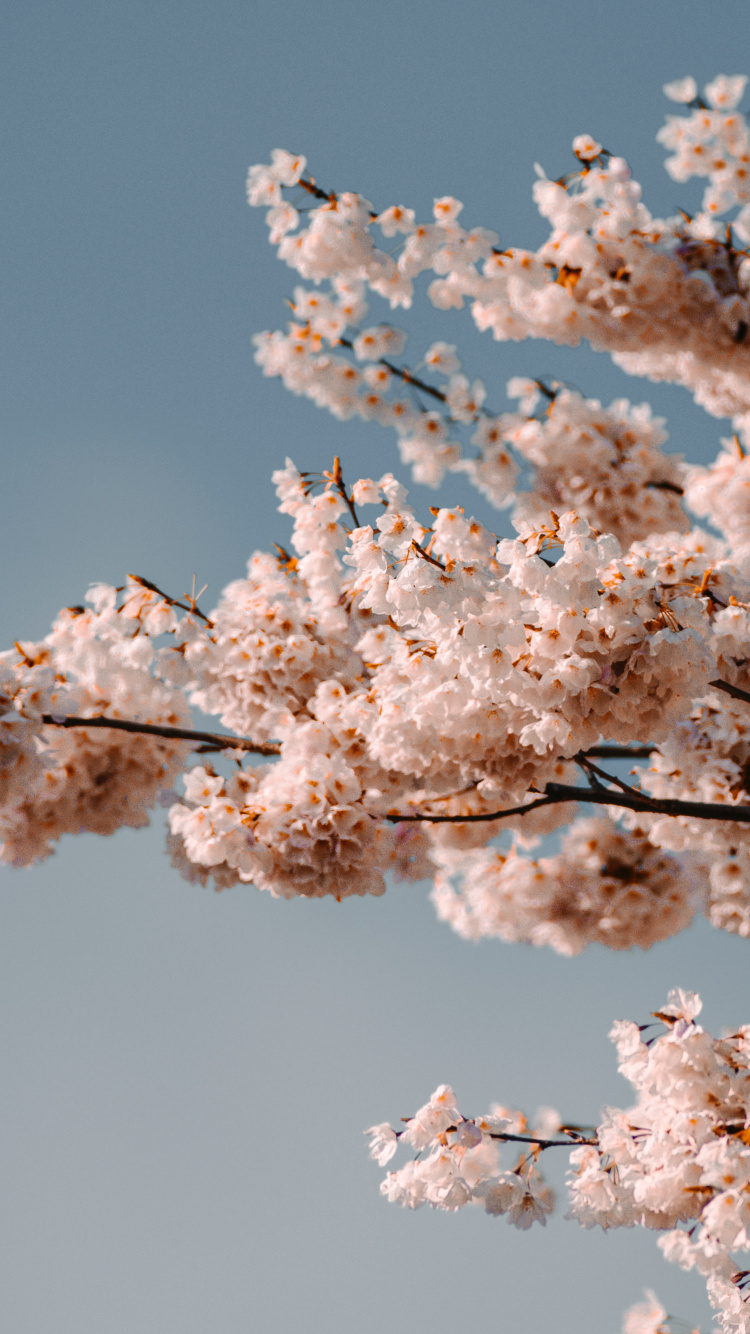 Flower, Cherry Blossom, Blue, Pink, White. Wallpaper in 750x1334 Resolution