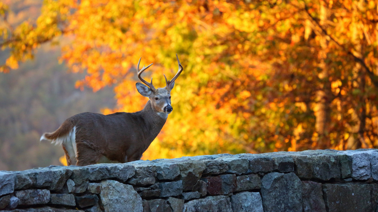 Brown Deer on Gray Rock During Daytime. Wallpaper in 1280x720 Resolution