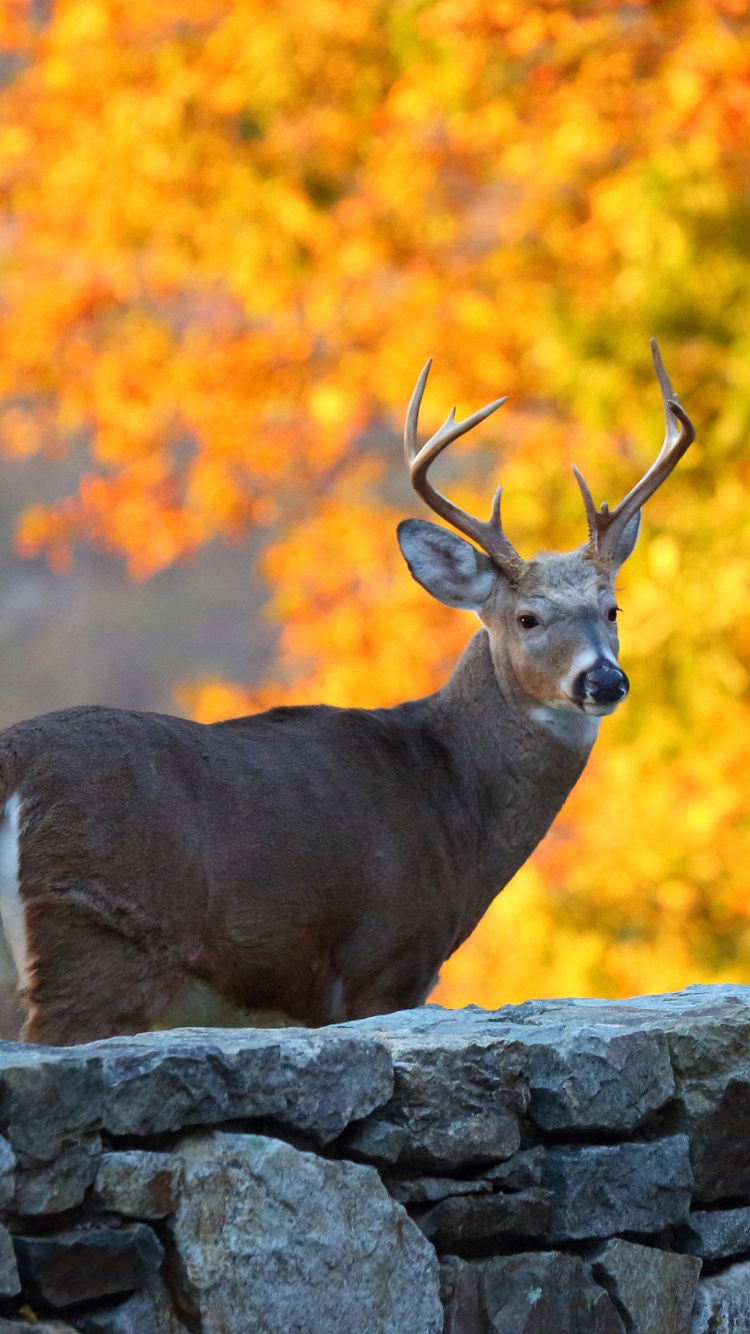 Brown Deer on Gray Rock During Daytime. Wallpaper in 750x1334 Resolution