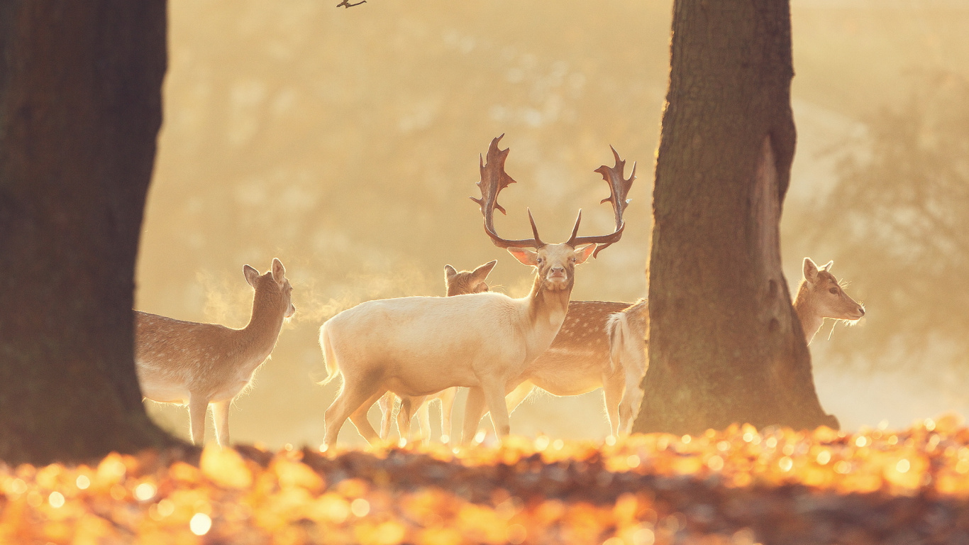 Herd of Deer on Brown Grass Field During Daytime. Wallpaper in 1366x768 Resolution
