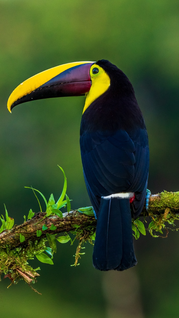 Pájaro Azul Amarillo y Negro en la Rama de un Árbol Marrón Durante el Día. Wallpaper in 720x1280 Resolution