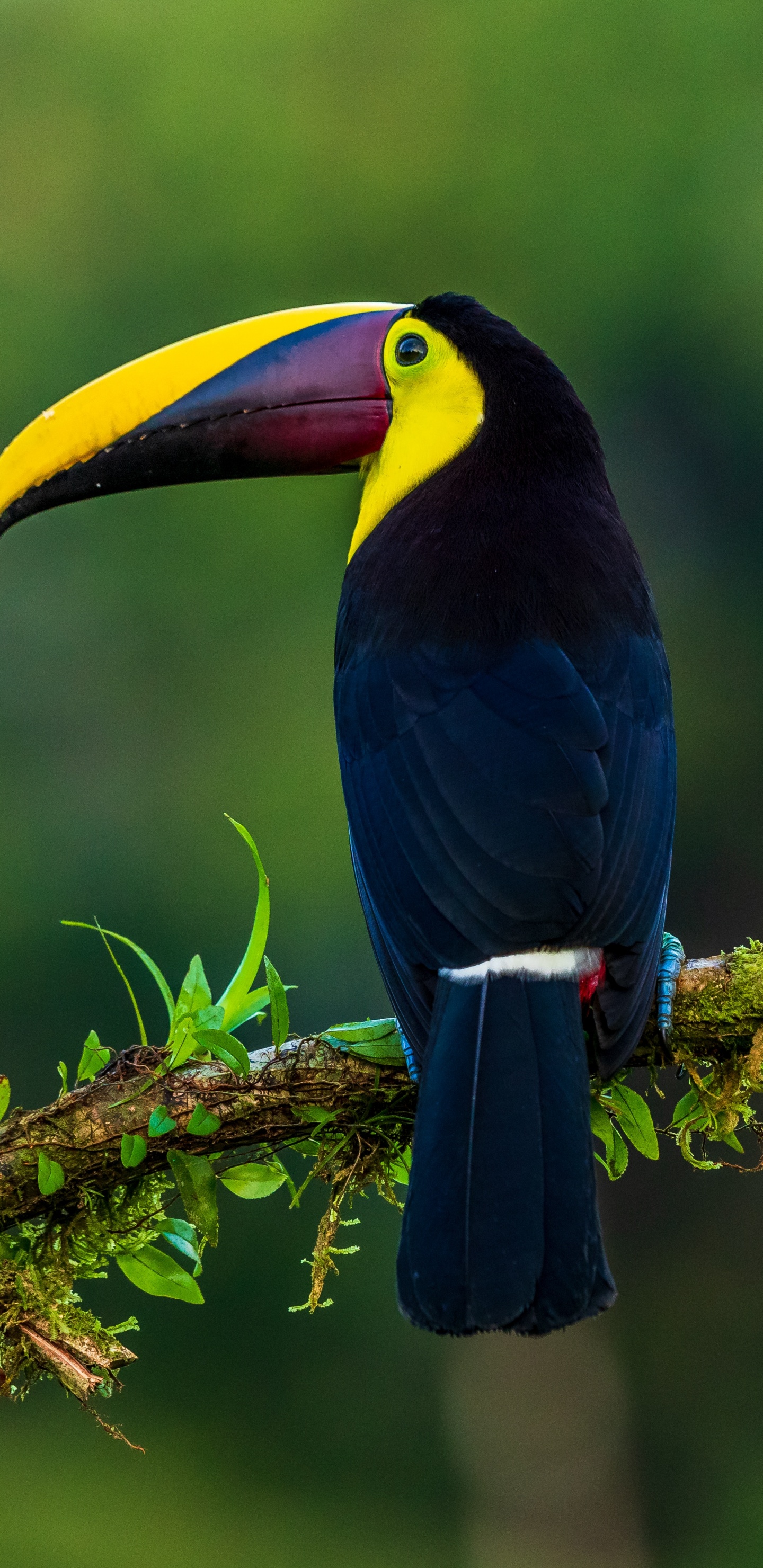 Blue Yellow and Black Bird on Brown Tree Branch During Daytime. Wallpaper in 1440x2960 Resolution
