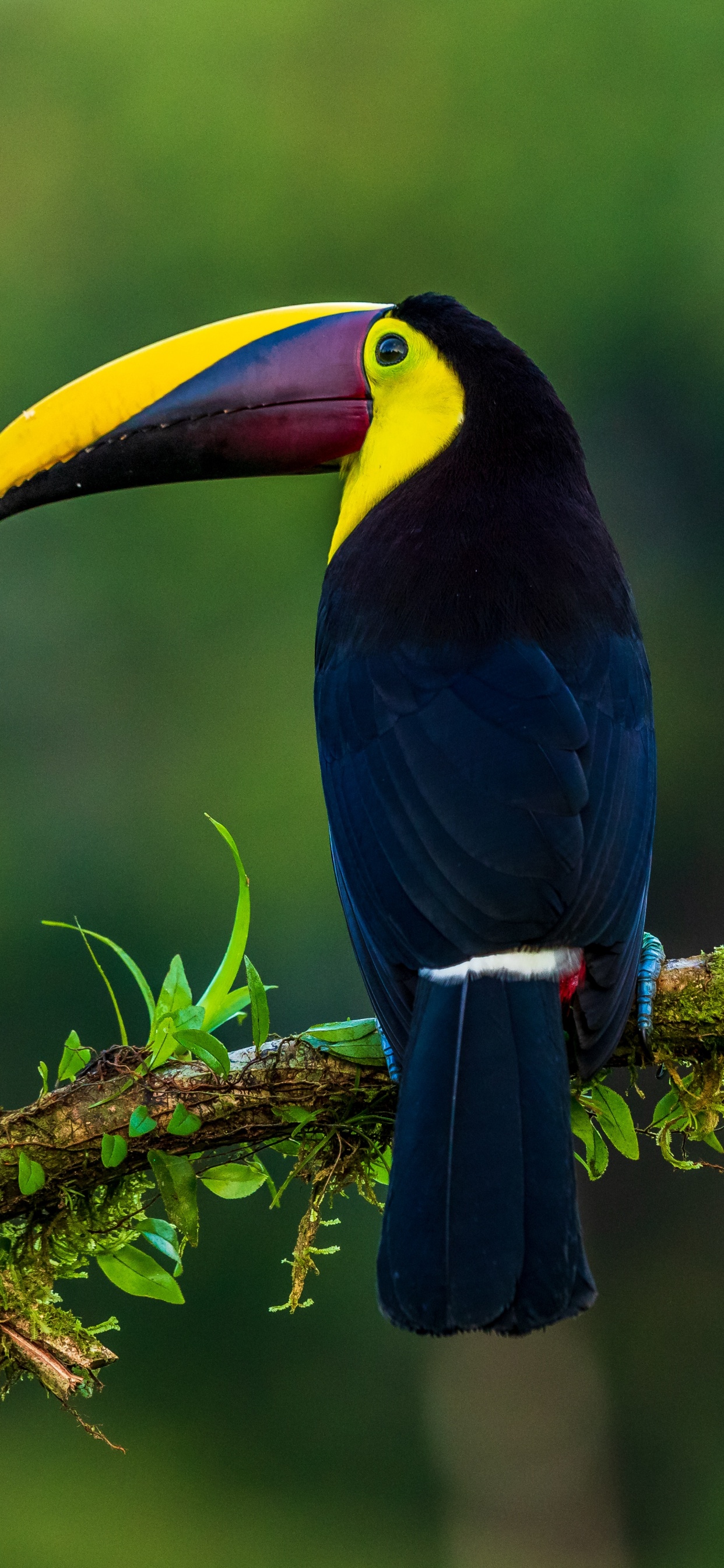 鸟, 大嘴鸟, Piciformes, 犀, Coraciiformes 壁纸 1242x2688 允许