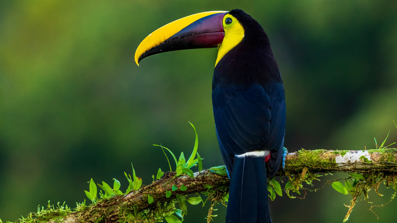 鸟, 大嘴鸟, Piciformes, 犀, Coraciiformes 壁纸 1366x768 允许