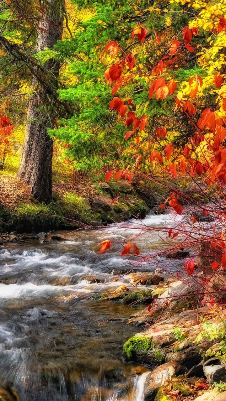 Orange and Yellow Leaves on Ground. Wallpaper in 720x1280 Resolution