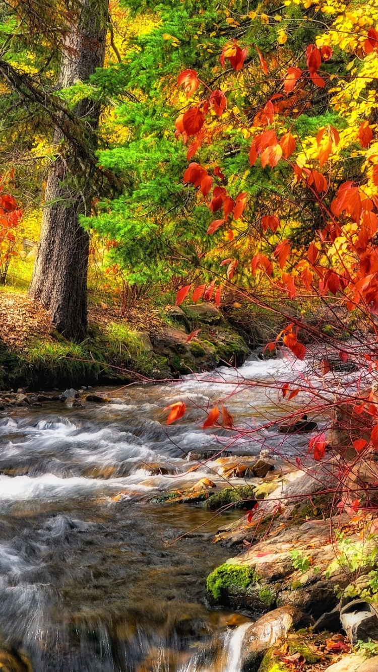 Orange and Yellow Leaves on Ground. Wallpaper in 750x1334 Resolution