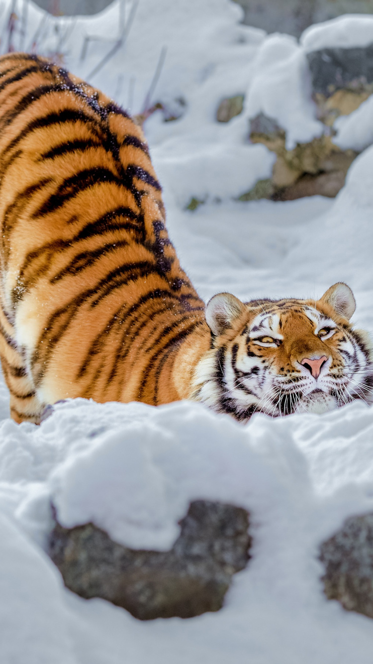 Tiger on Snow Covered Ground During Daytime. Wallpaper in 750x1334 Resolution
