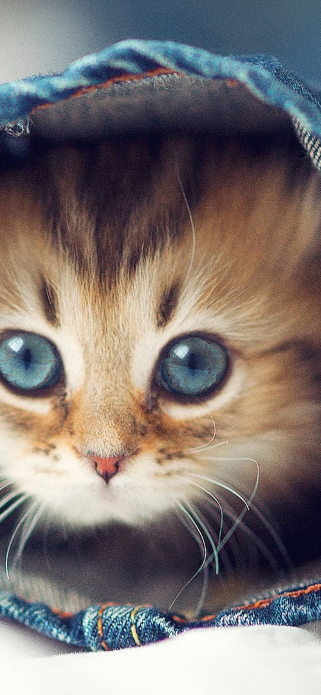 Chats Mignons, Chat, Chaton, la Gentillesse, Chien. Wallpaper in 1242x2688 Resolution