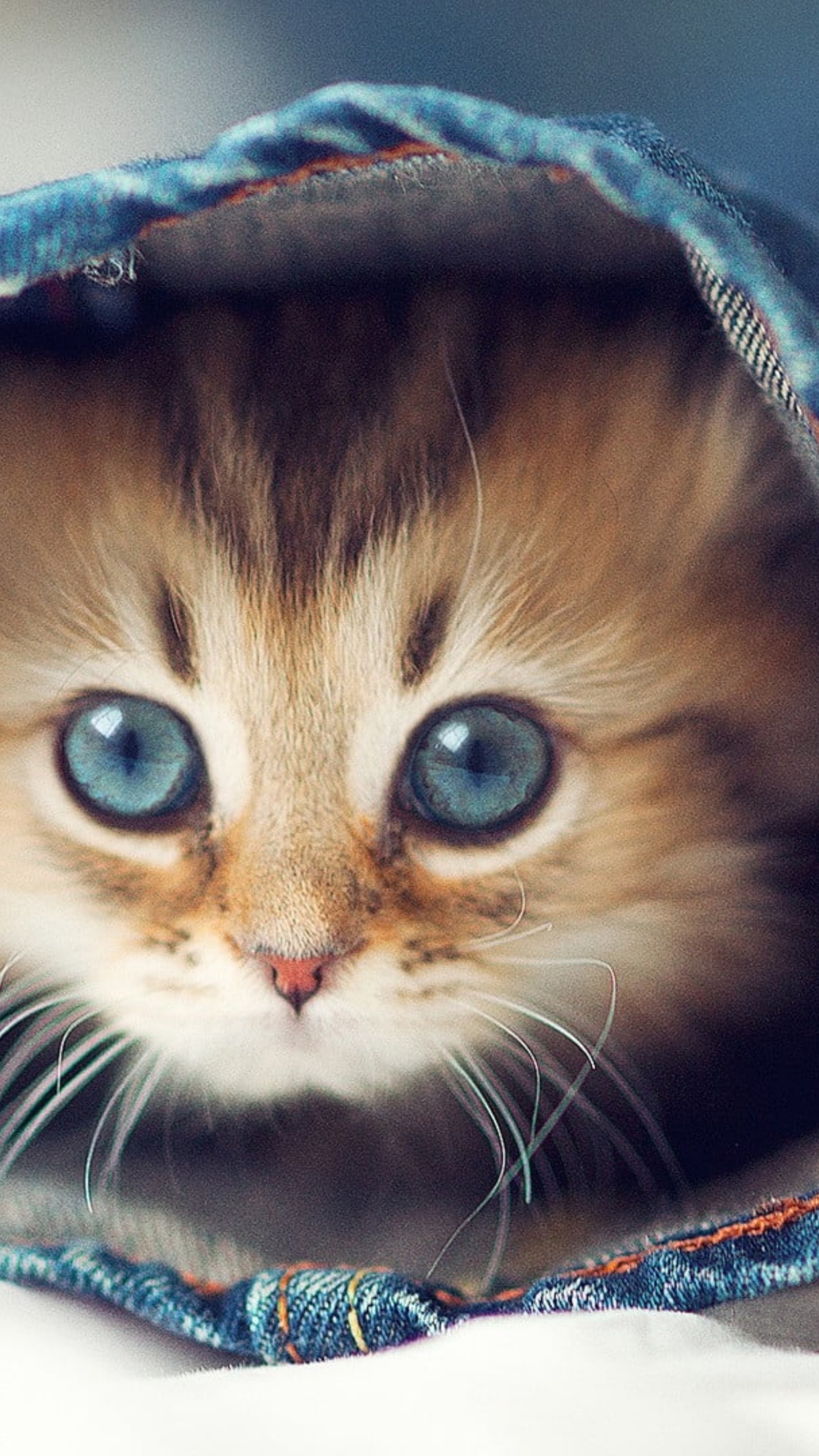 Gatos Lindos, Gato, Gatito, la Lindura, Perro. Wallpaper in 1440x2560 Resolution