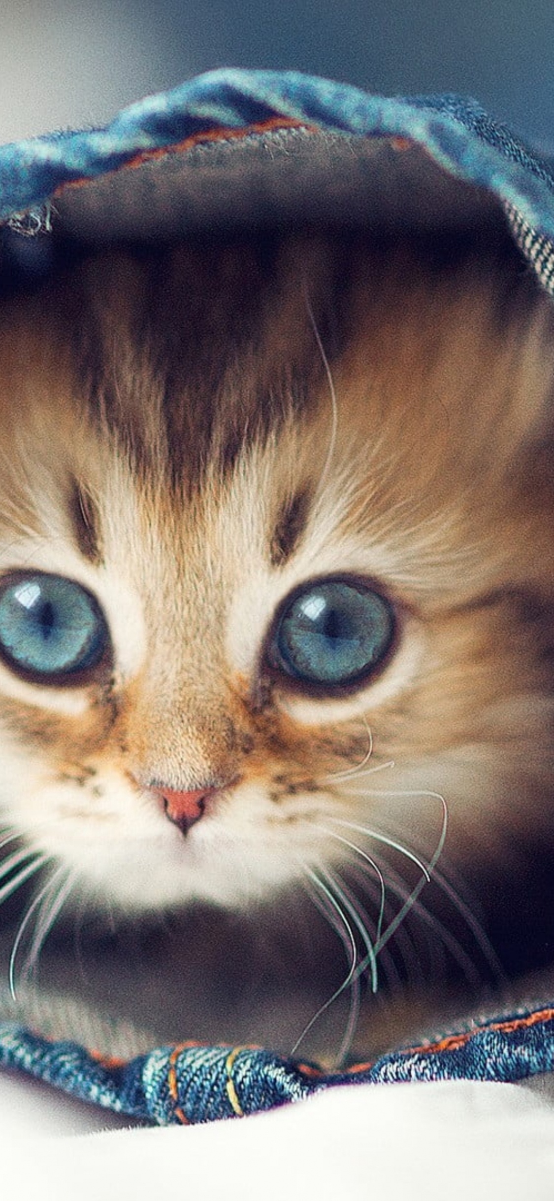 小猫, 可爱, 猫科, 中小型猫, 胡须 壁纸 1125x2436 允许