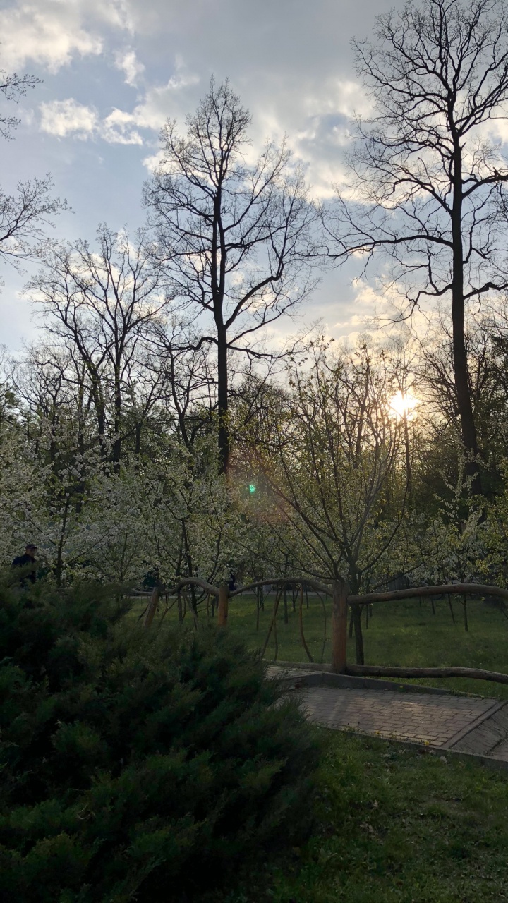 Feuille, Nature, Plantes Ligneuses, Rameau, Garden. Wallpaper in 720x1280 Resolution