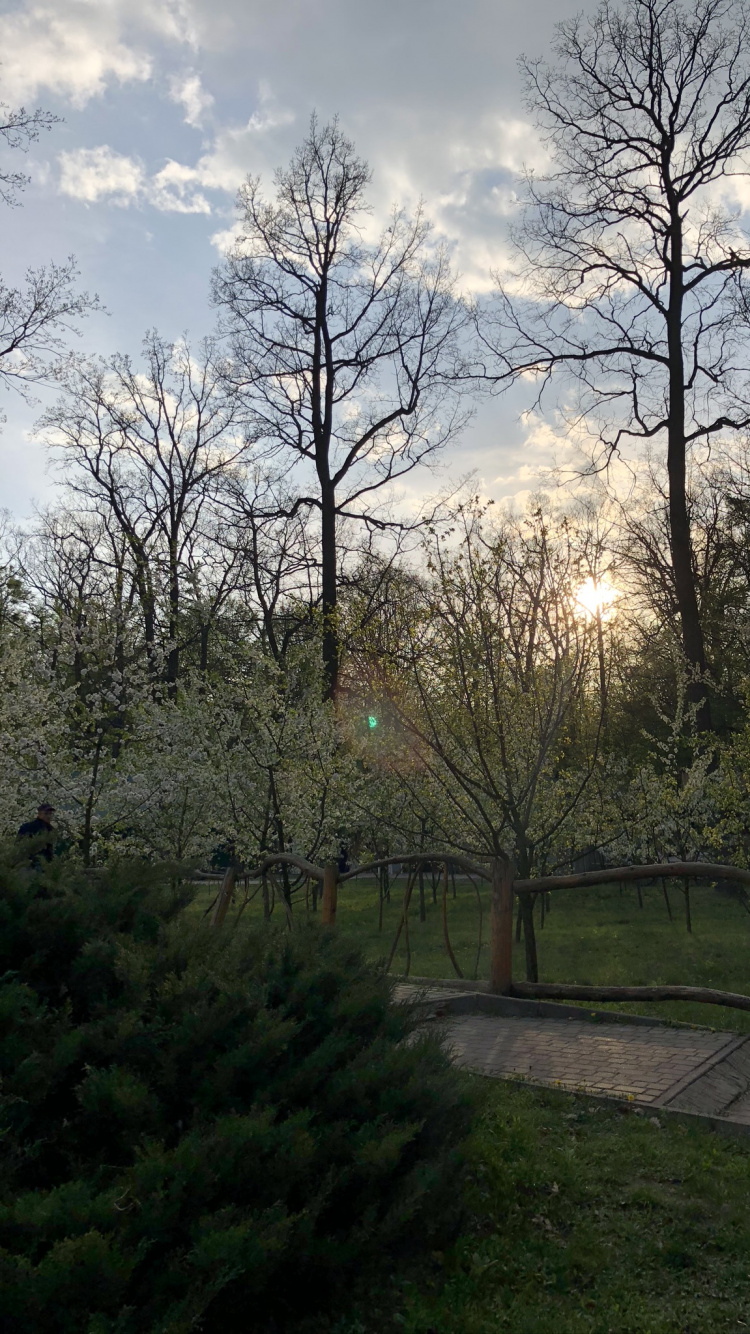 Feuille, Nature, Plantes Ligneuses, Rameau, Garden. Wallpaper in 750x1334 Resolution