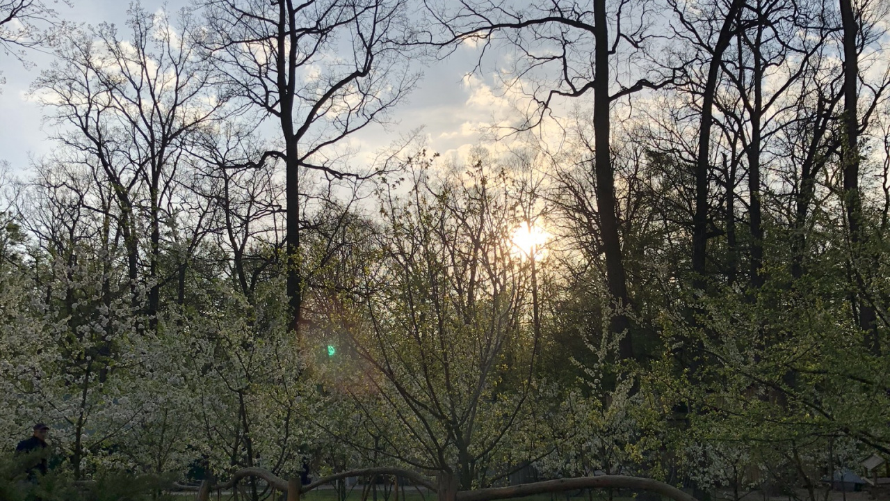 Leaf, Nature, Branch, Cloud, Tree. Wallpaper in 1280x720 Resolution