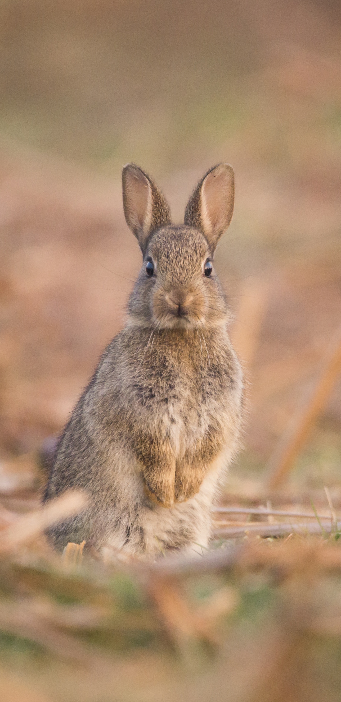 Hare, Rabbit, Mountain Cottontail, Audubons Cottontail, Rabbits and Hares. Wallpaper in 1440x2960 Resolution