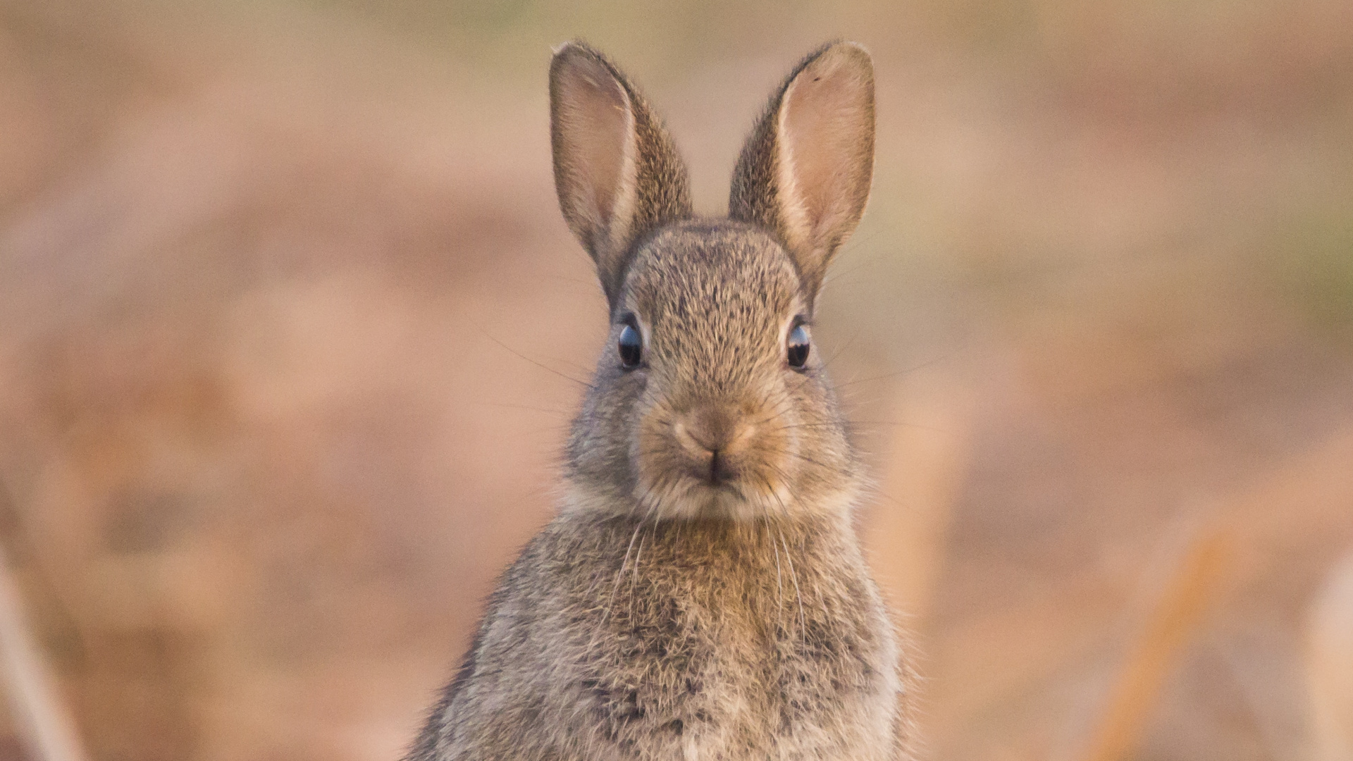 Hare, Rabbit, Mountain Cottontail, Audubons Cottontail, Rabbits and Hares. Wallpaper in 1920x1080 Resolution