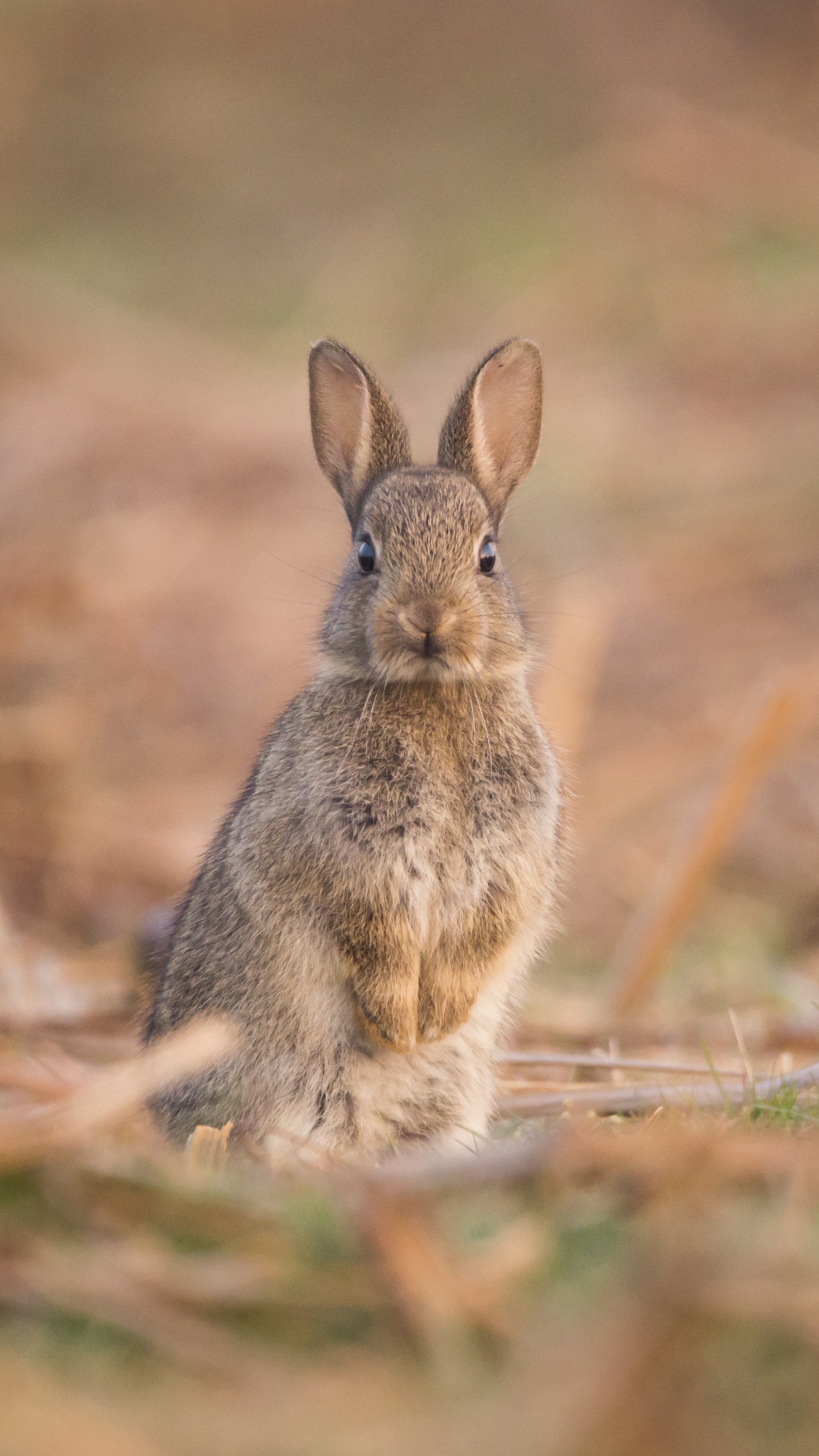 Lièvre, Lapin, Les Lapins et Les Lièvres, Lapin de Bois, Animal. Wallpaper in 1440x2560 Resolution