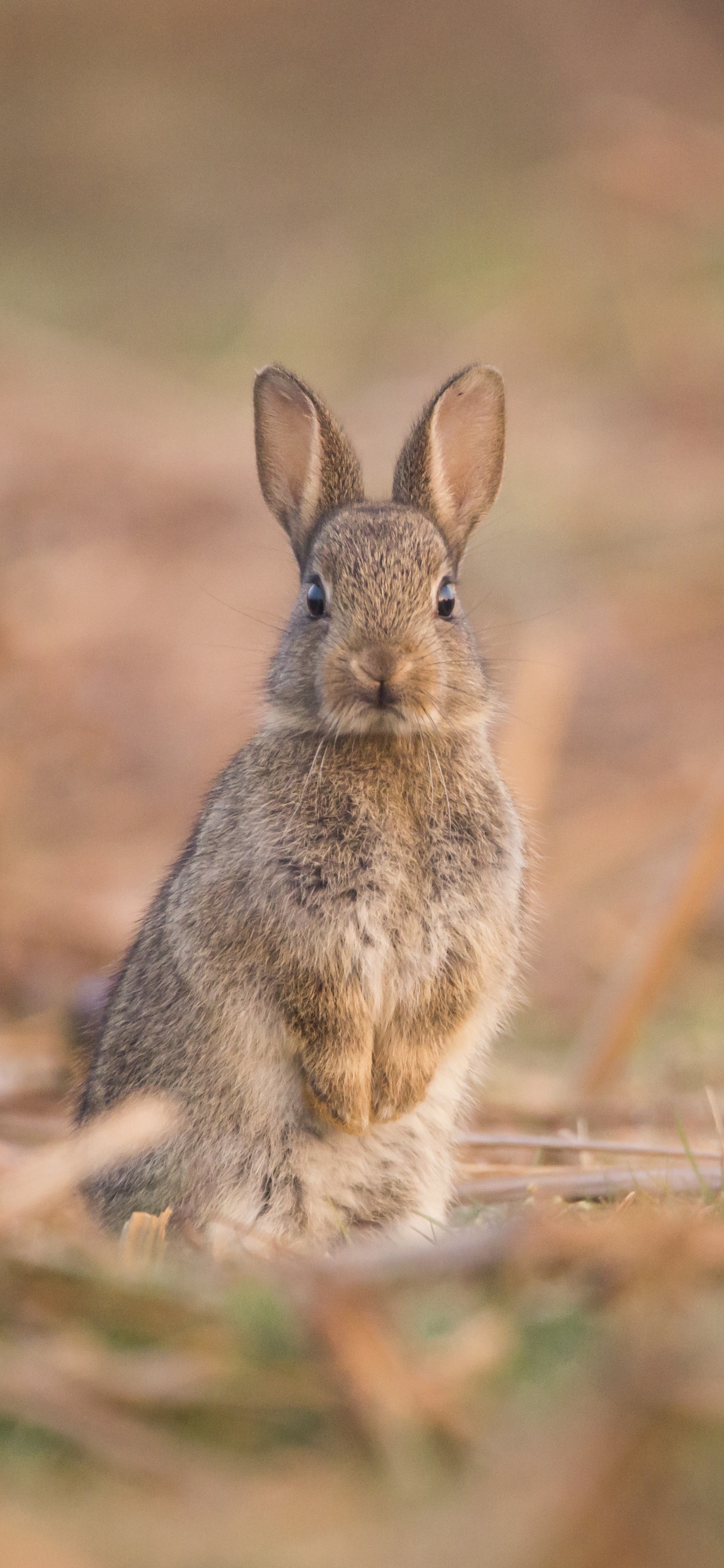 Hase, Kaninchen, Kaninchen Und Hasen, Tierwelt, Holzkaninchen. Wallpaper in 1242x2688 Resolution
