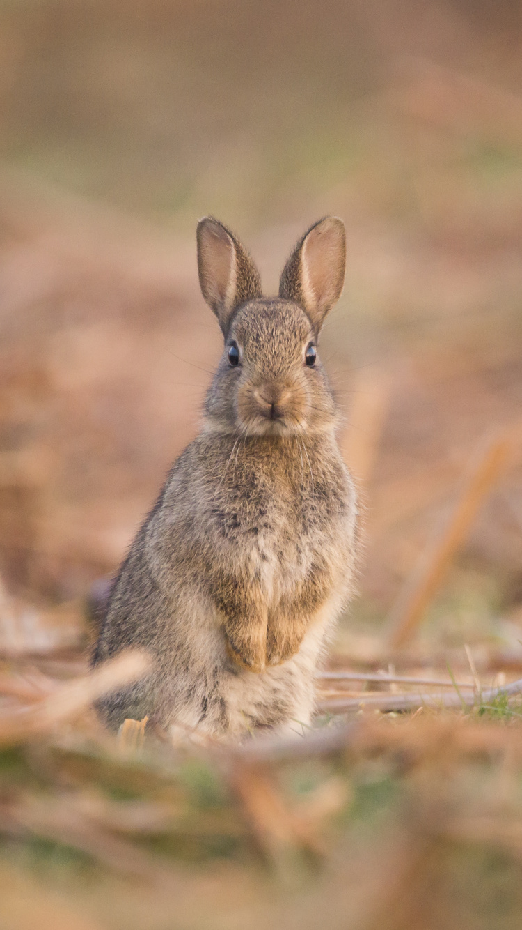 Hase, Kaninchen, Kaninchen Und Hasen, Tierwelt, Holzkaninchen. Wallpaper in 750x1334 Resolution