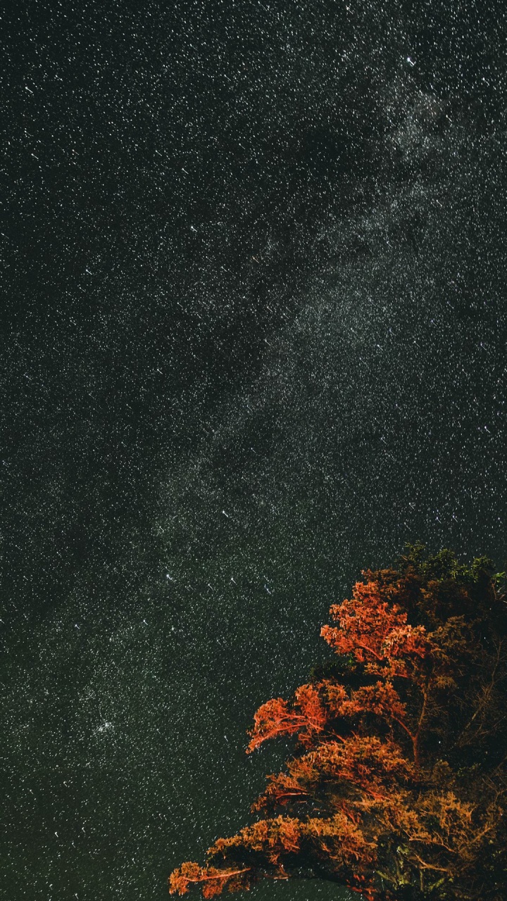 Nature, Paysage Naturel, Asphalt, Rameau, Rectangle. Wallpaper in 720x1280 Resolution