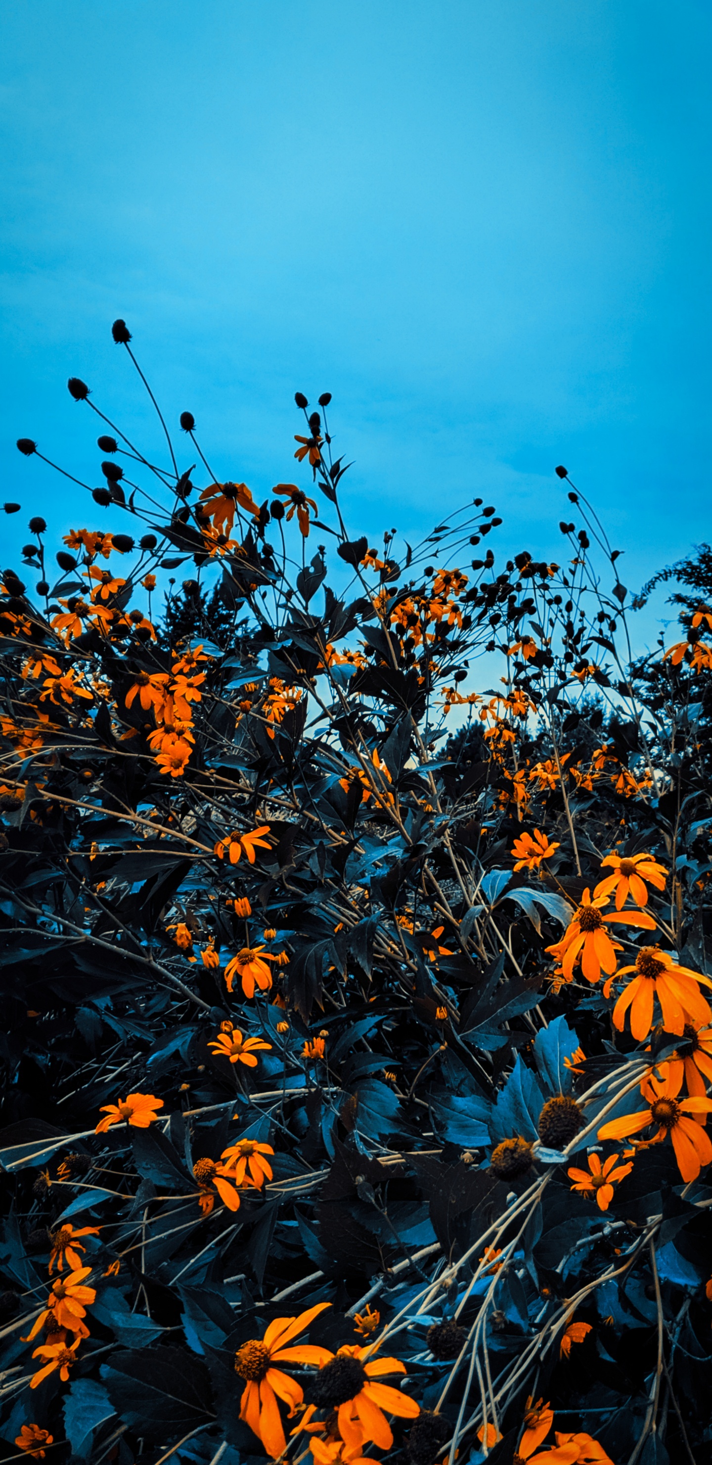 Herbst, Branch, Zweig, Orange, Pflanzen-Stammzellen. Wallpaper in 1440x2960 Resolution