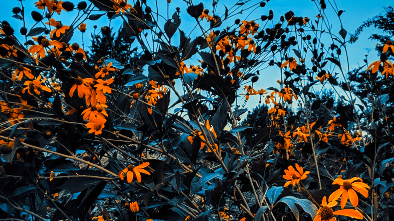 Sucursal, Ramita, Naranja, Tallo de la Planta, Flores Silvestres. Wallpaper in 1280x720 Resolution