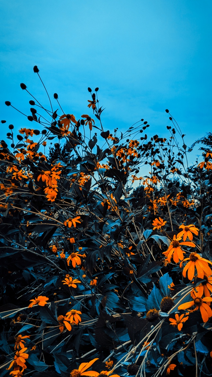 Sucursal, Ramita, Naranja, Tallo de la Planta, Flores Silvestres. Wallpaper in 720x1280 Resolution