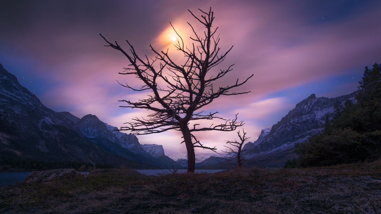 Bare Tree on Green Grass Field Near Mountain During Daytime. Wallpaper in 1280x720 Resolution