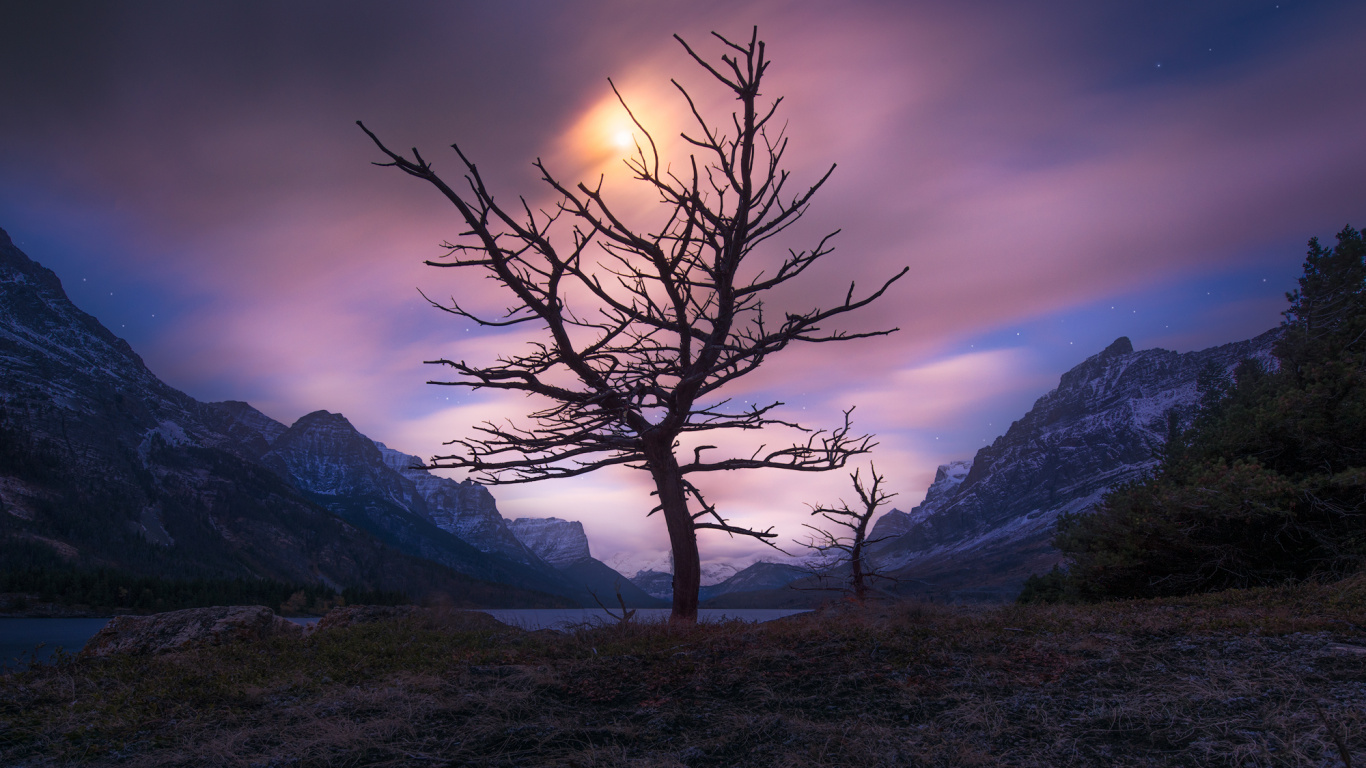 Árbol Desnudo en el Campo de Hierba Verde Cerca de la Montaña Durante el Día. Wallpaper in 1366x768 Resolution