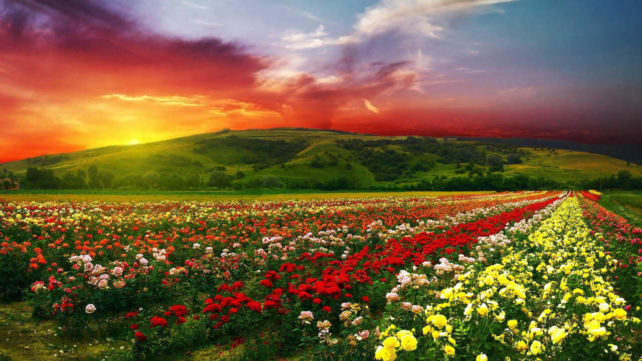 Champ de Fleurs Rouges et Jaunes au Coucher du Soleil. Wallpaper in 1280x720 Resolution
