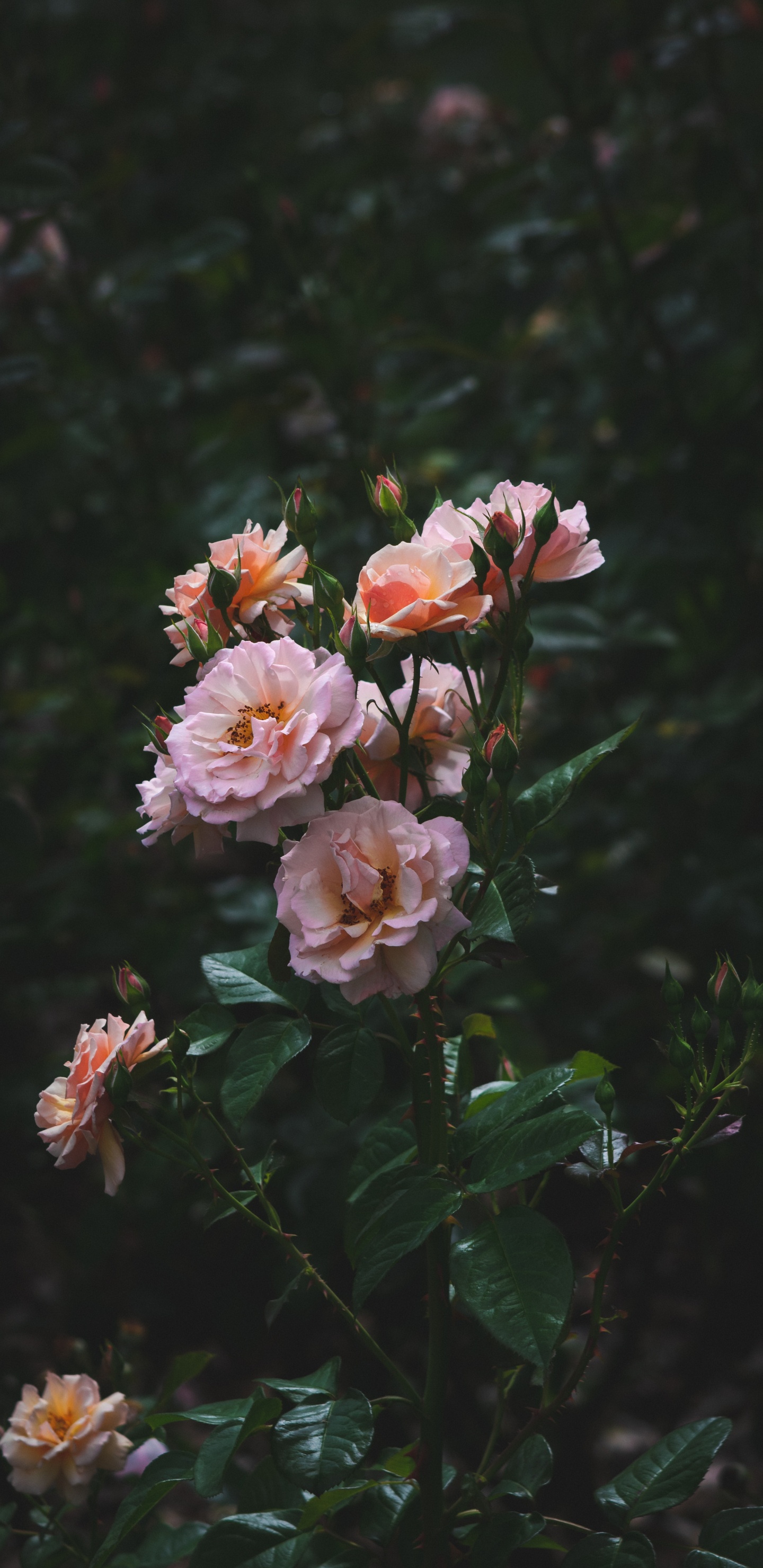 Fleurs Roses et Blanches Dans L'objectif à Basculement. Wallpaper in 1440x2960 Resolution