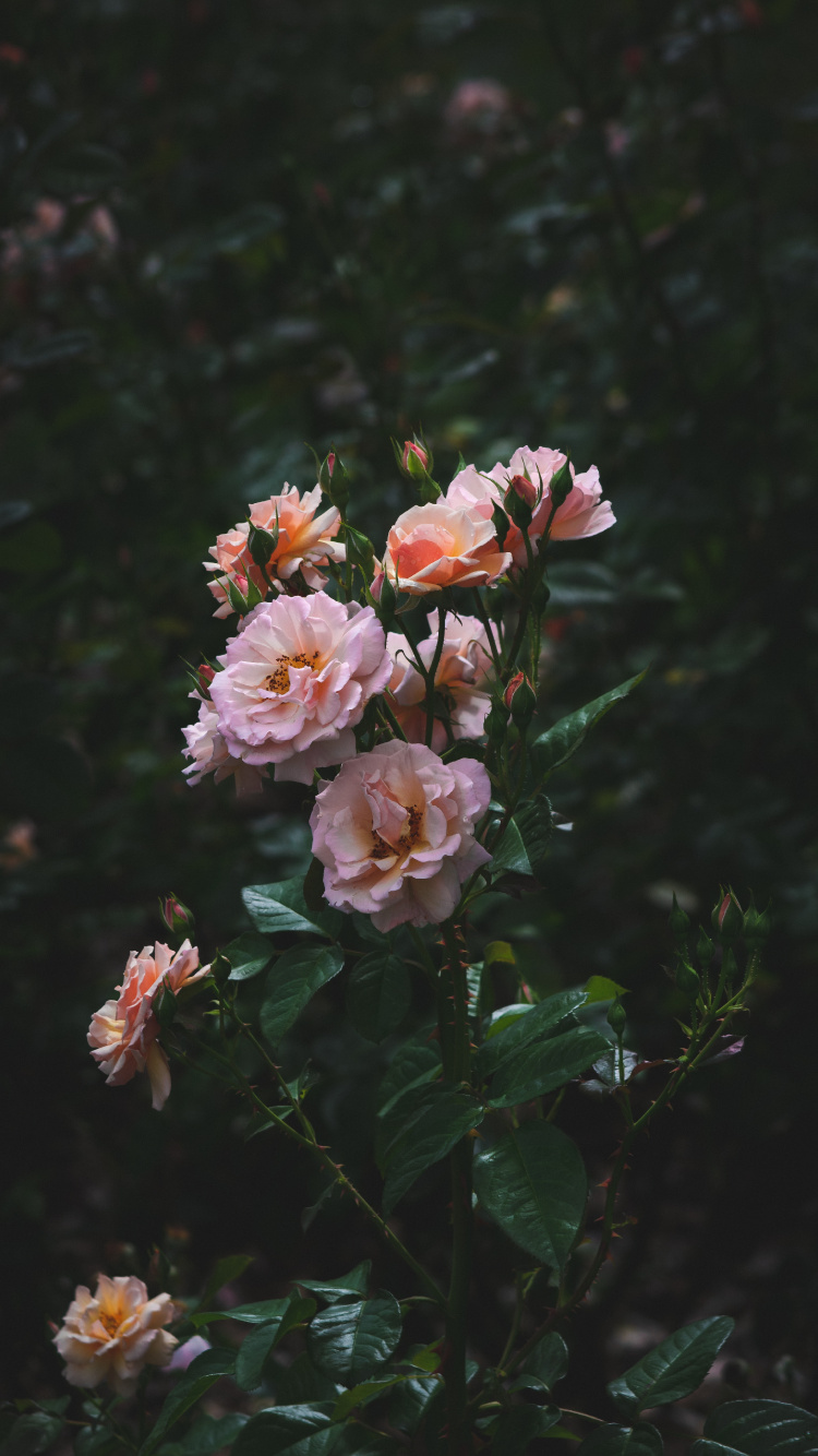 Pink and White Flowers in Tilt Shift Lens. Wallpaper in 750x1334 Resolution