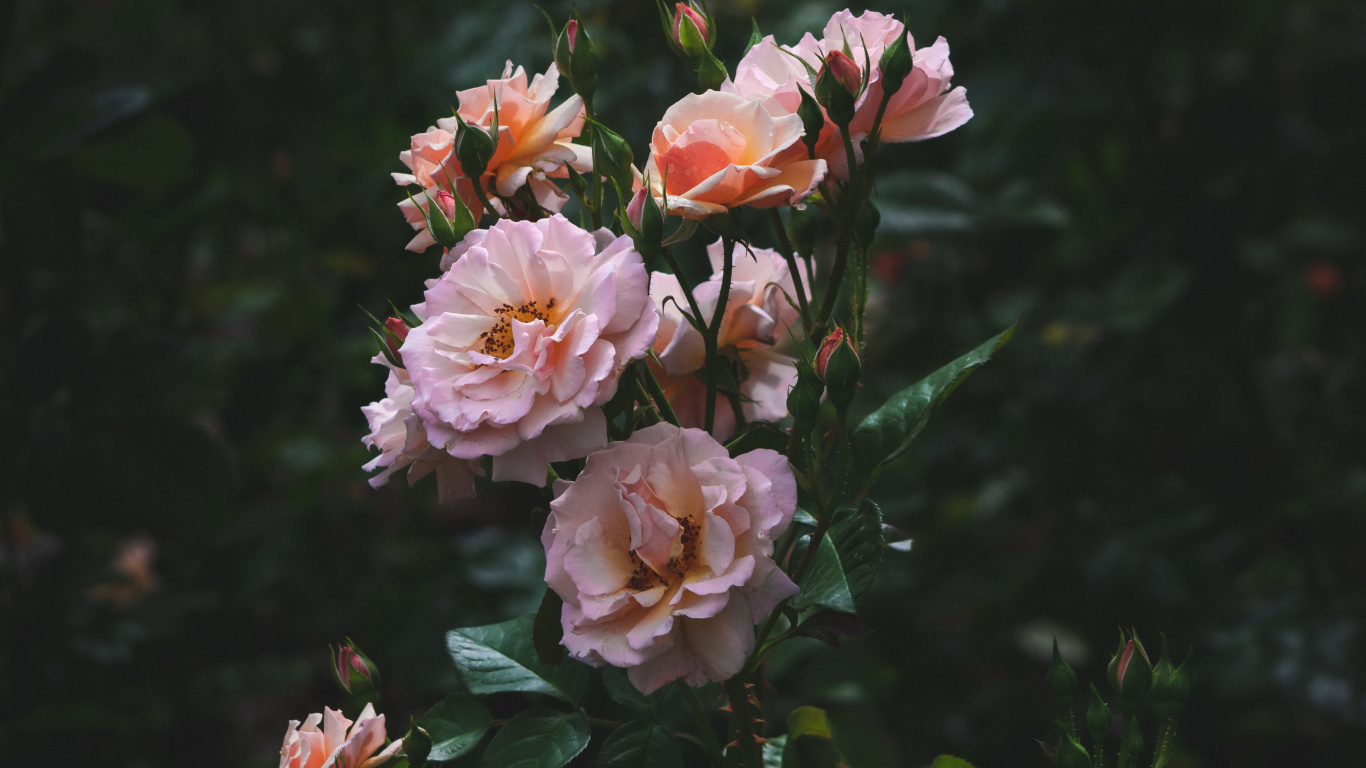 Rosa Und Weiße Blumen in Tilt-Shift-Linse. Wallpaper in 1366x768 Resolution
