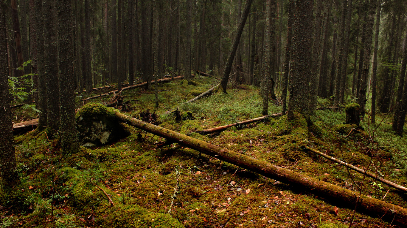 Valla de Madera Marrón en el Campo de Hierba Verde. Wallpaper in 1366x768 Resolution