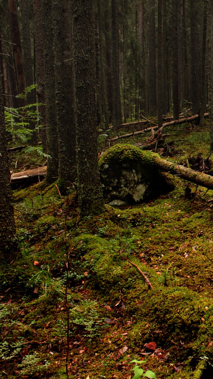 Valla de Madera Marrón en el Campo de Hierba Verde. Wallpaper in 720x1280 Resolution