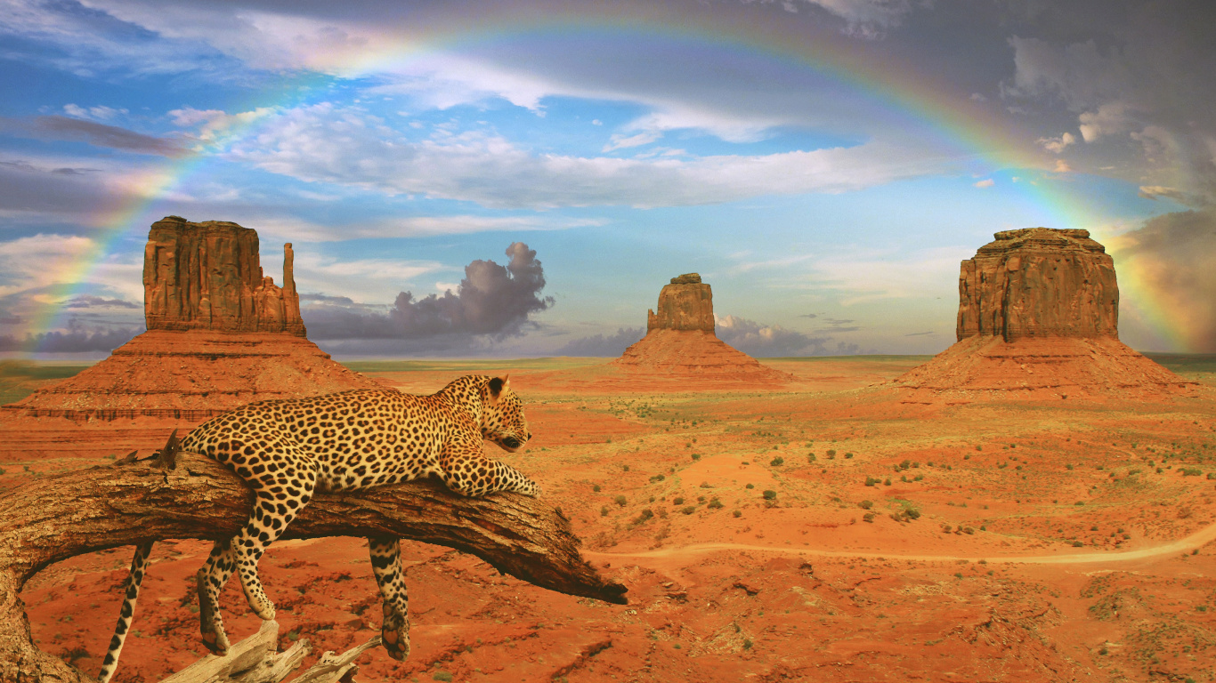 Guépard Brun et Noir Marchant Sur du Sable Brun Pendant la Journée. Wallpaper in 1366x768 Resolution