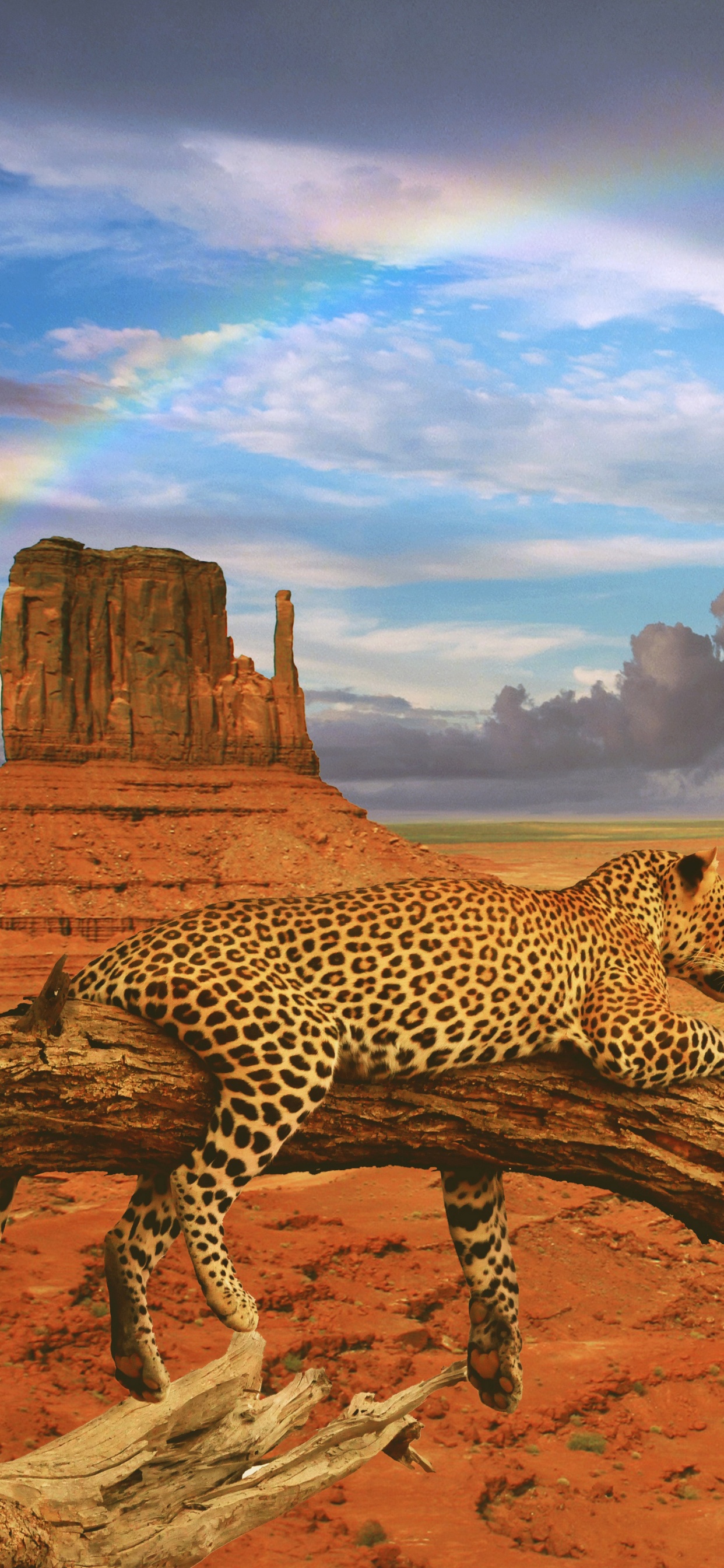 Brown and Black Cheetah Walking on Brown Sand During Daytime. Wallpaper in 1242x2688 Resolution