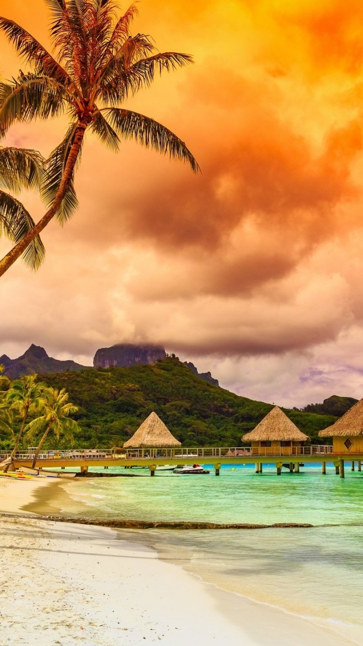 Green Palm Trees on Beach During Sunset. Wallpaper in 720x1280 Resolution