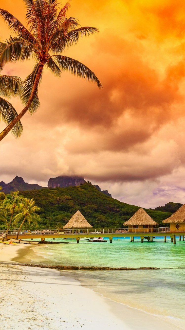 Green Palm Trees on Beach During Sunset. Wallpaper in 750x1334 Resolution