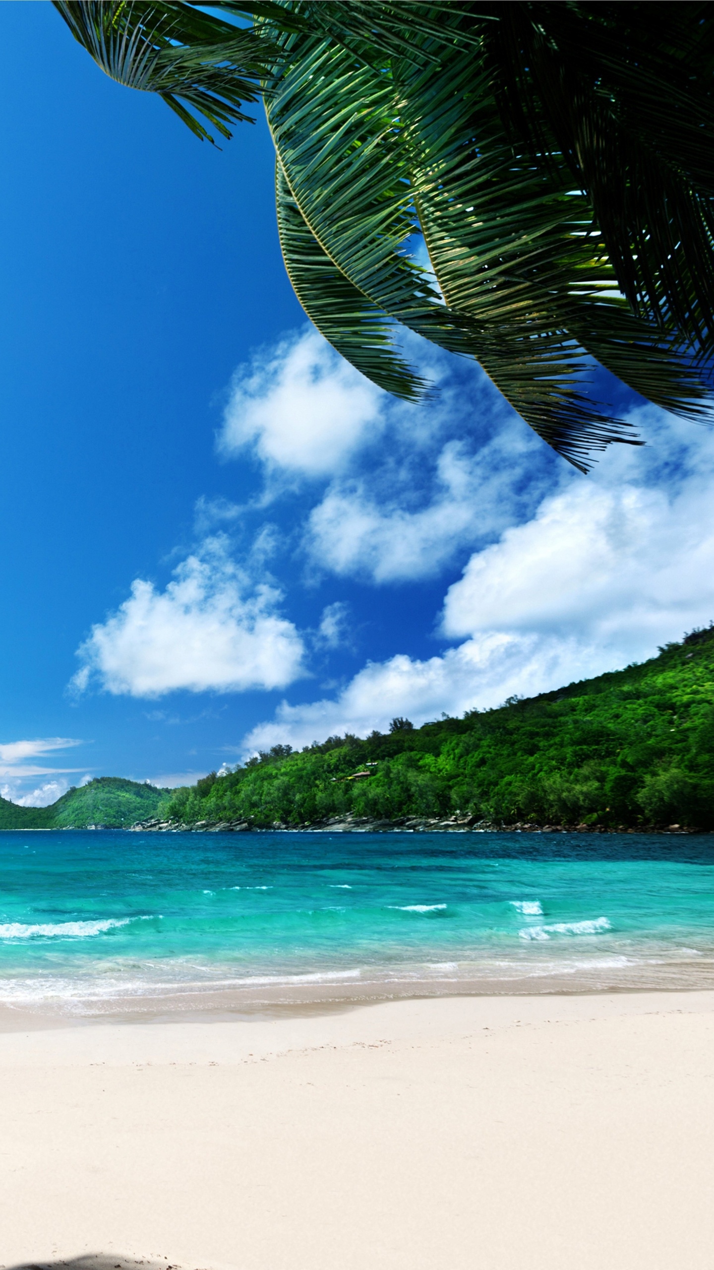 Green Palm Tree on White Sand Beach During Daytime. Wallpaper in 1440x2560 Resolution
