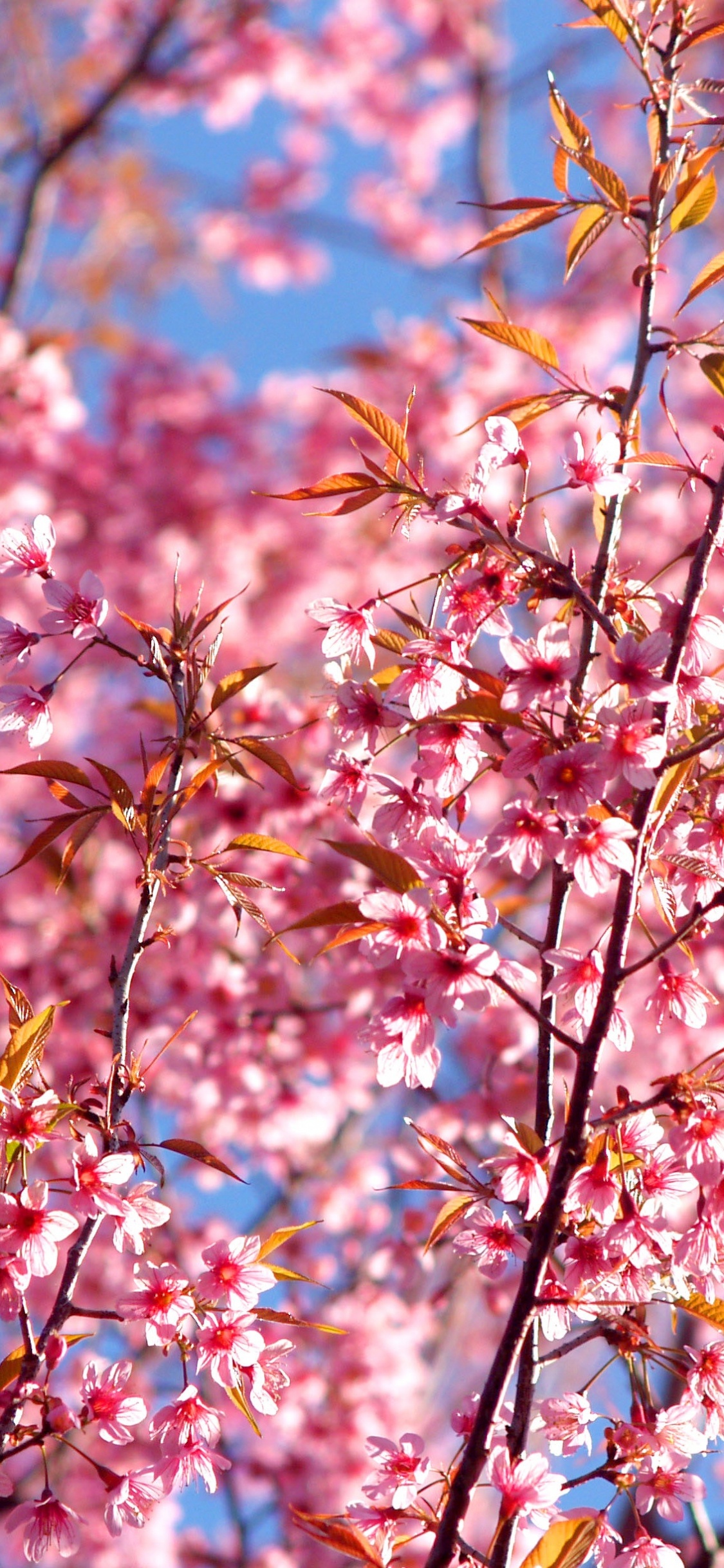 Brown and Green Leaves Tree Under Blue Sky During Daytime. Wallpaper in 1125x2436 Resolution