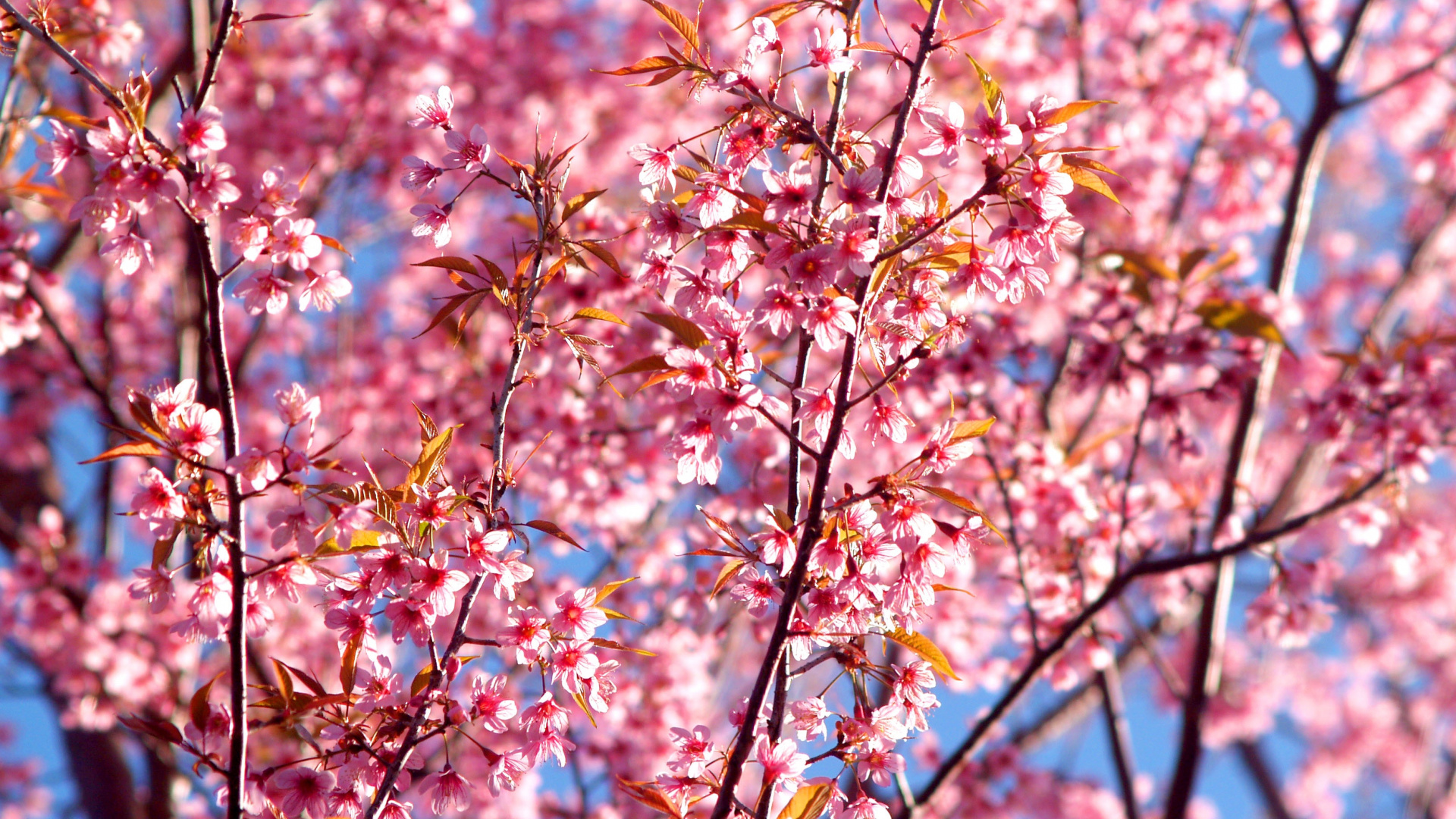 Brown and Green Leaves Tree Under Blue Sky During Daytime. Wallpaper in 1920x1080 Resolution