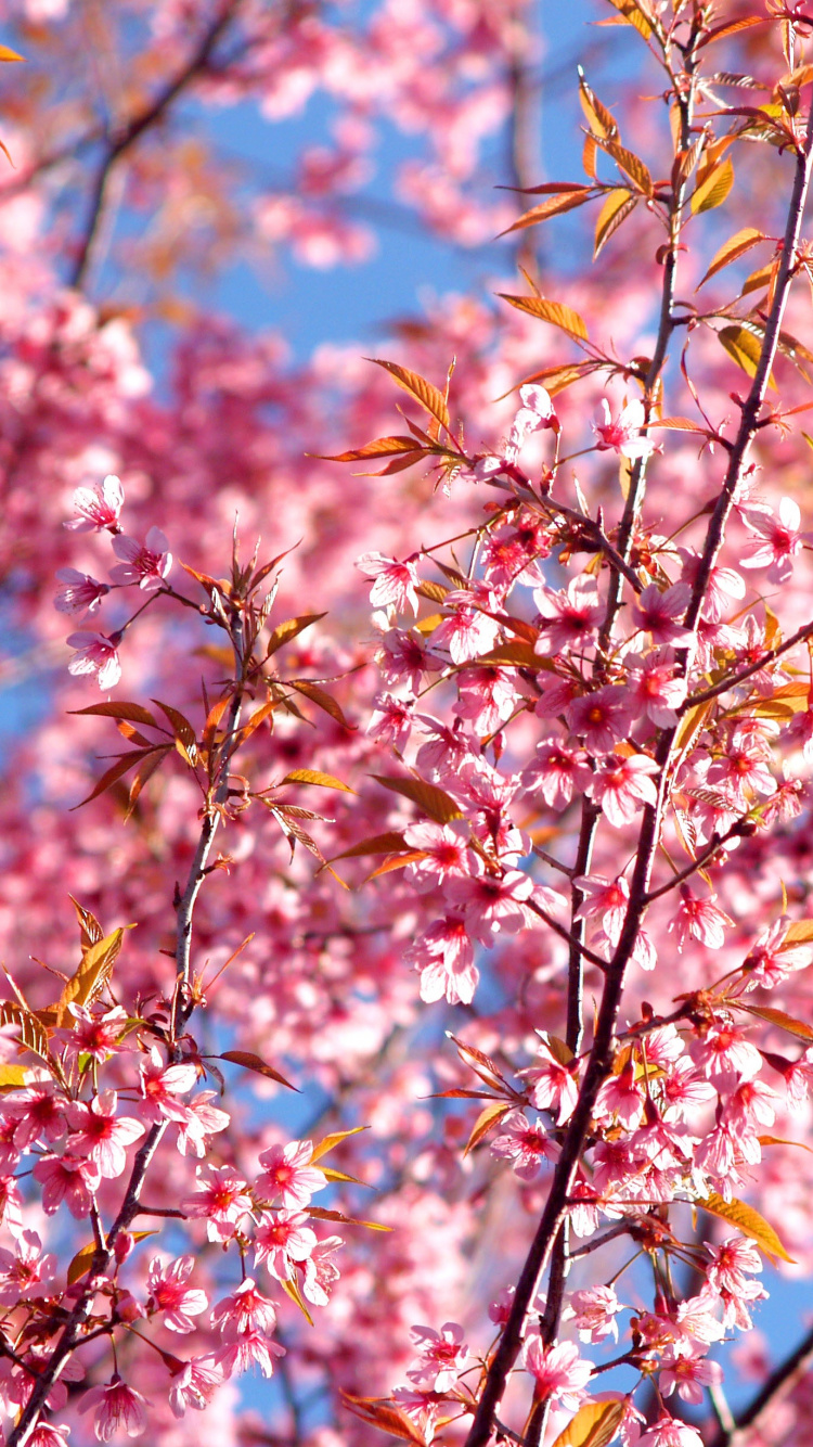 Brown and Green Leaves Tree Under Blue Sky During Daytime. Wallpaper in 750x1334 Resolution