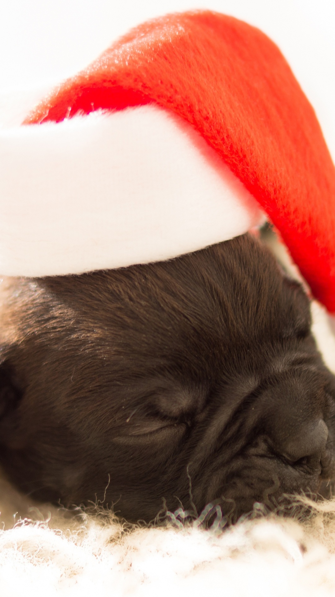 Black Pug Wearing Santa Hat. Wallpaper in 1080x1920 Resolution