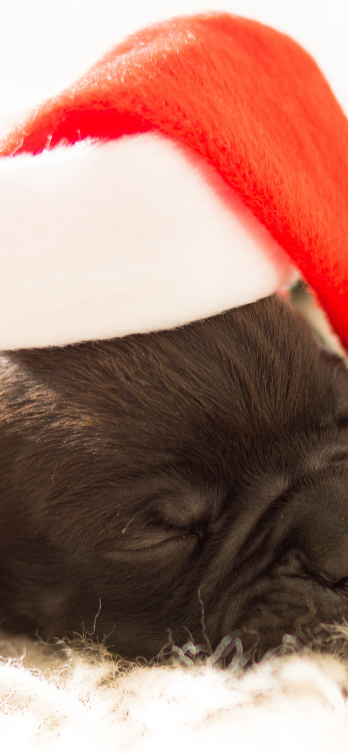 Black Pug Wearing Santa Hat. Wallpaper in 1125x2436 Resolution
