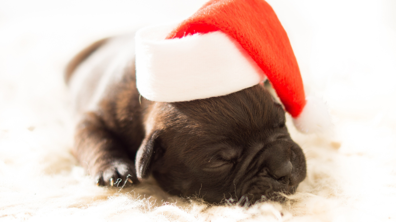 Black Pug Wearing Santa Hat. Wallpaper in 1280x720 Resolution