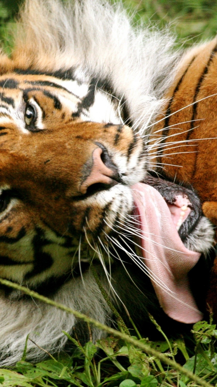 Tigre Marrón y Negro Acostado Sobre la Hierba Verde Durante el Día. Wallpaper in 750x1334 Resolution