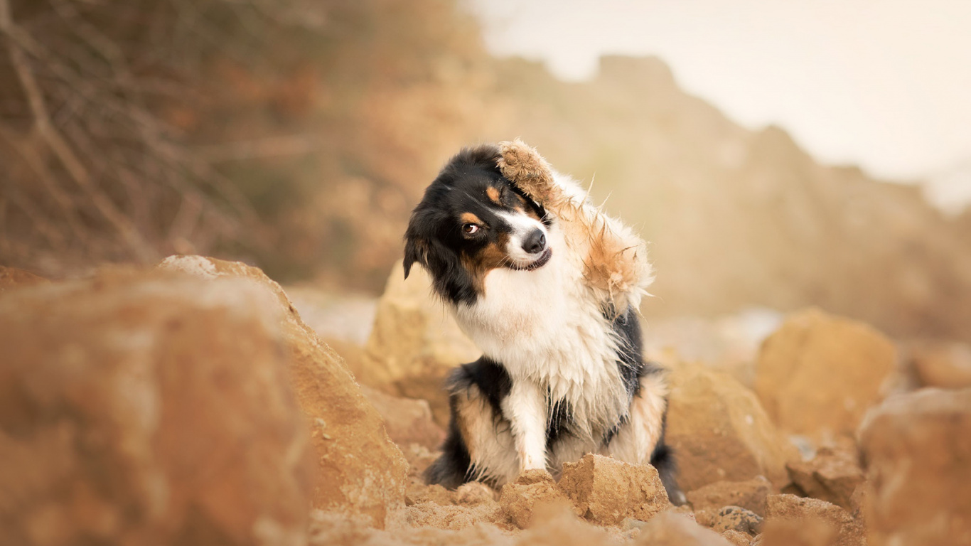 Border Collie Noir et Blanc Assis Sur un Rocher Brun Pendant la Journée. Wallpaper in 1366x768 Resolution