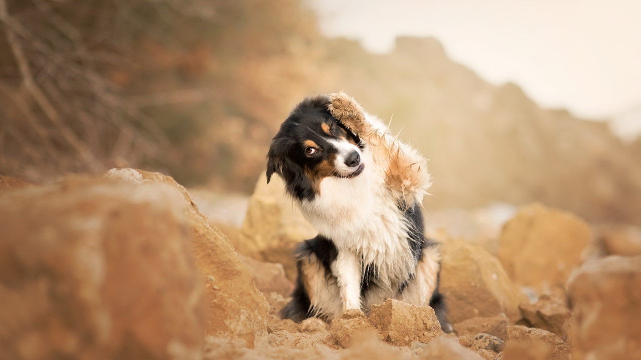 Black and White Border Collie Sitting on Brown Rock During Daytime. Wallpaper in 1280x720 Resolution