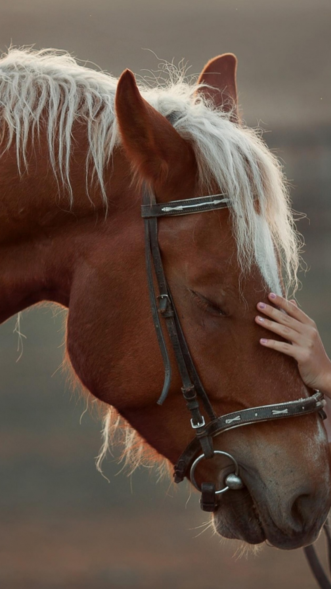 Chica Con Caballo, Caballo Blanco, Caballo Árabe, Pony, Cabello. Wallpaper in 1080x1920 Resolution