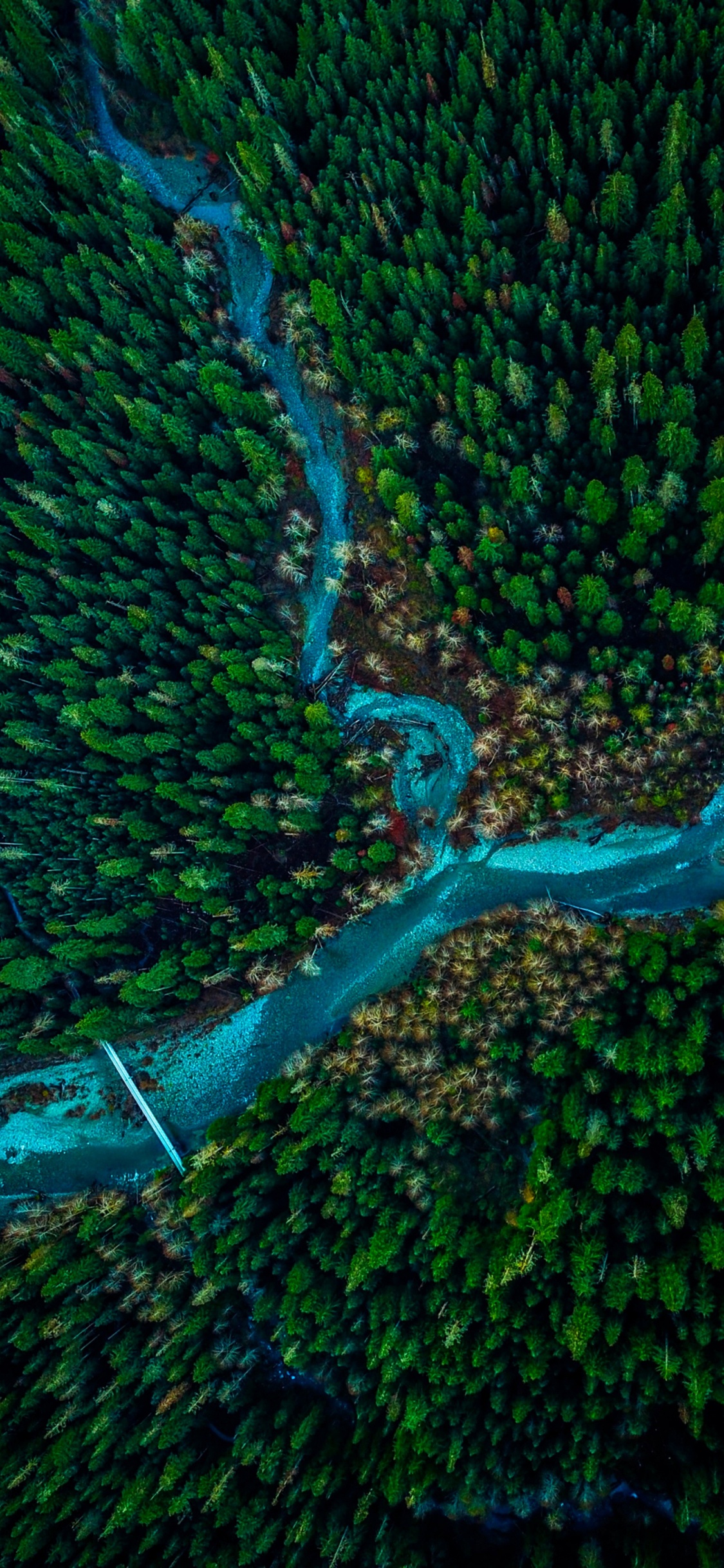la Vegetación, Verde, Submarino, Agua, la Botánica. Wallpaper in 1125x2436 Resolution